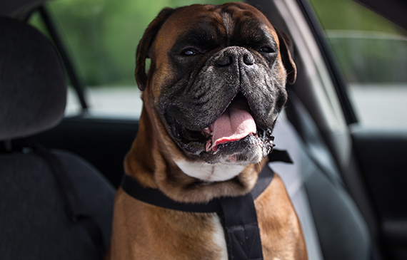 Happy dog looks out of a vehicle that was financed by Beacon Funding.