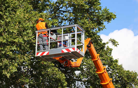 An arboriculturist cuts down excessive tree branches while being raised by his boom truck.