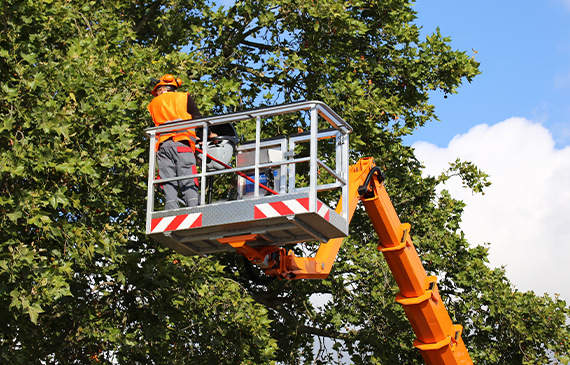 An arboriculturist cuts down excessive tree branches while being raised by his boom truck. An arboriculturist cuts down excessive tree branches while being raised by his boom truck.