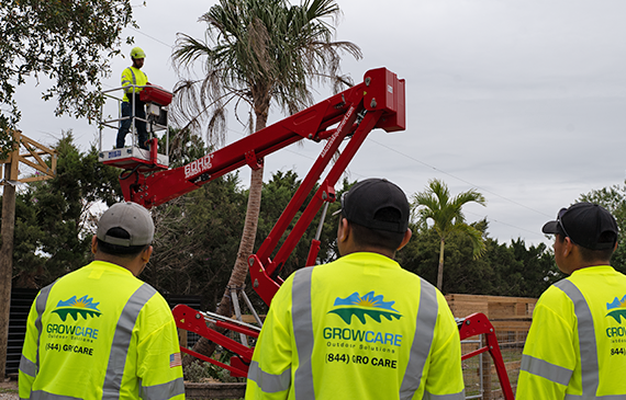 Four crew members of Grow Care Outdoor Solutions use the red spider lift CMC S19HD Pro to raise themselves up in the bucket and trim a few palm trees. Four crew members of Grow Care Outdoor Solutions use the red spider lift CMC S19HD Pro to raise themselves up in the bucket and trim a few palm trees.