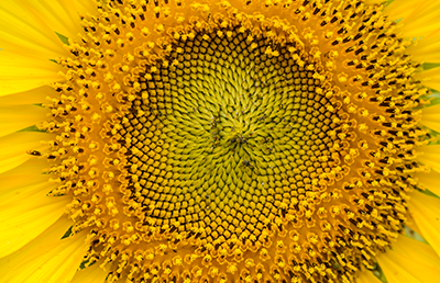 A closeup of a sunflower. A closeup of a sunflower.
